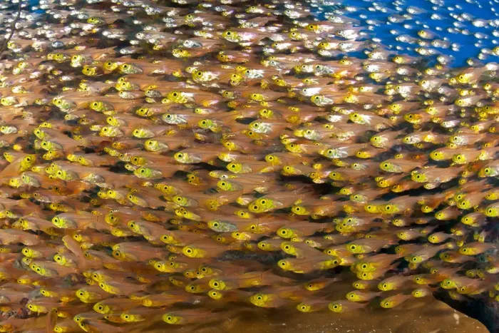 Framed Print : Shoaling glassfish (Parapriacanthus sp. ) shoal, Maldives, Indian Ocean