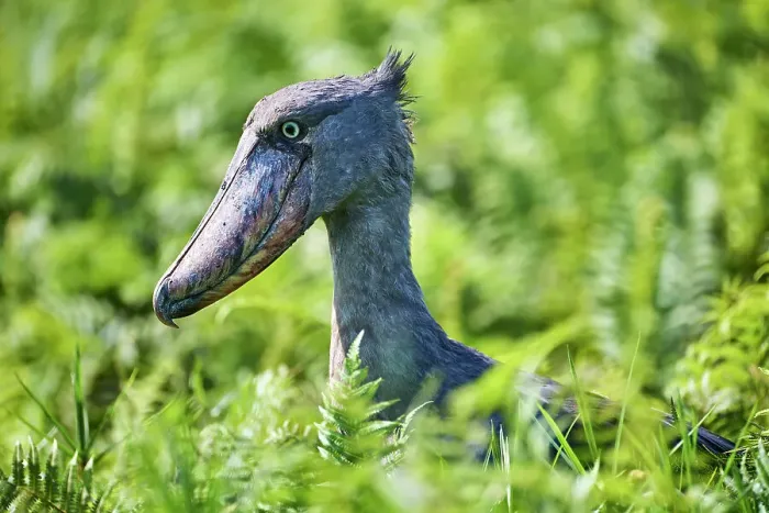 Framed Print : Shoebill (Balaeniceps rex) head portrait, Lake Victoria, Uganda, Africa Framed Print : Shoebill (Balaeniceps rex) head portrait, Lake Victoria, Uganda, Africa
