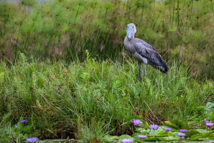 Framed Print : Shoebill (Balaeniceps rex) standing on wetland vegetation, Mabamba swamp, Uganda