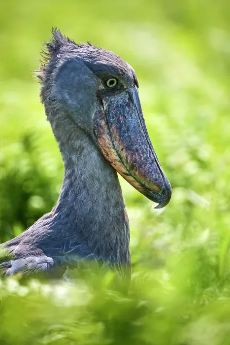 Framed Print : Shoebill (Balaeniceps rex) in swampland, head portrait, Mabamba, Lake Victoria, Uganda, Africa Framed Print : Shoebill (Balaeniceps rex) in swampland, head portrait, Mabamba, Lake Victoria, Uganda, Africa