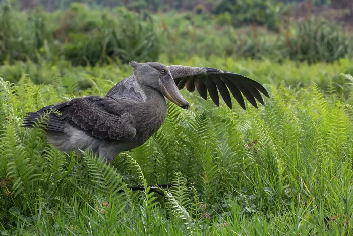 Framed Print : Shoebill (Balaeniceps rex) walking through swamp, stretching one wing, Mabamba swamp, Uganda Framed Print : Shoebill (Balaeniceps rex) walking through swamp, stretching one wing, Mabamba swamp, Uganda