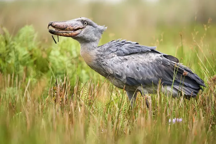 Framed Print : Shoebill stork (Balaeniceps rex) eating a fish in the swamps of Mabamba, Lake Victoria Framed Print : Shoebill stork (Balaeniceps rex) eating a fish in the swamps of Mabamba, Lake Victoria