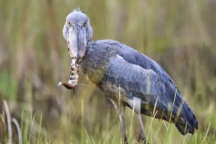Framed Print : Shoebill stork (Balaeniceps rex) feeding on a Spotted African lungfish (Protopterus Framed Print : Shoebill stork (Balaeniceps rex) feeding on a Spotted African lungfish (Protopterus