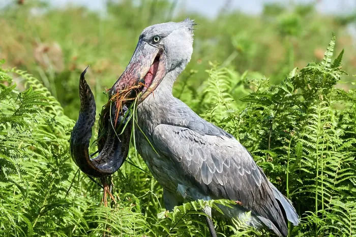 Framed Print : Shoebill stork (Balaeniceps rex) female feeding on a Spotted African lungfish (Protopterus Framed Print : Shoebill stork (Balaeniceps rex) female feeding on a Spotted African lungfish (Protopterus