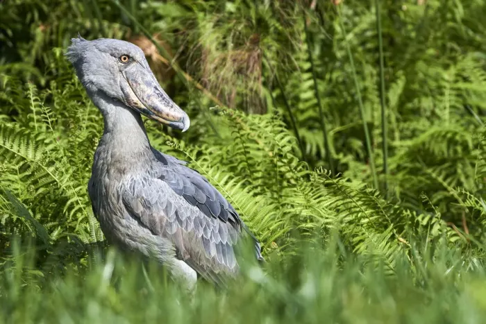 Framed Print : Shoebill stork (Balaeniceps rex) in the swamps of Mabamba, Lake Victoria, Uganda, February Framed Print : Shoebill stork (Balaeniceps rex) in the swamps of Mabamba, Lake Victoria, Uganda, February