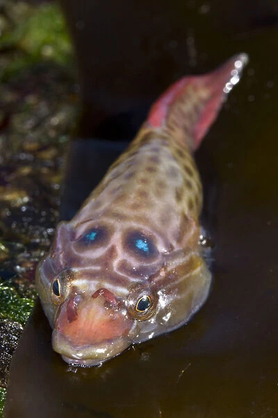 Shore Clingfish (Lepadogaster lepadogaster). Channel Islands, UK, April