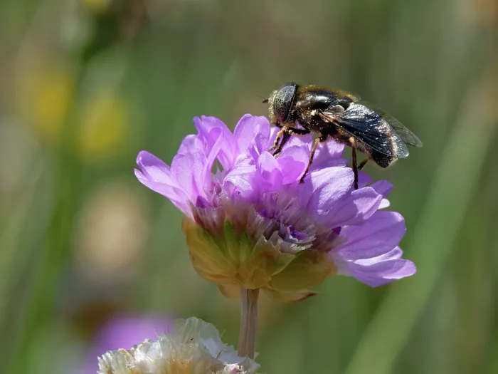 Framed Print : Shore hoverfly (Eristalinus aeneus) nectaring on Sea thrift (Armeria maritima) flowers on coastal grassland, The Lizard, Cornwall, England, UK. June Framed Print : Shore hoverfly (Eristalinus aeneus) nectaring on Sea thrift (Armeria maritima) flowers on coastal grassland, The Lizard, Cornwall, England, UK. June