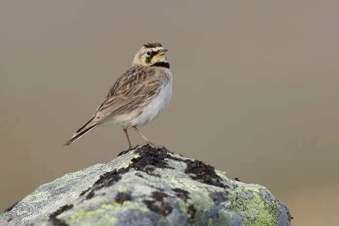 Framed Print : Shore lark (Eremophila alpestris) perched on a lichen-covered rock, Varanger, Norway. July Framed Print : Shore lark (Eremophila alpestris) perched on a lichen-covered rock, Varanger, Norway. July