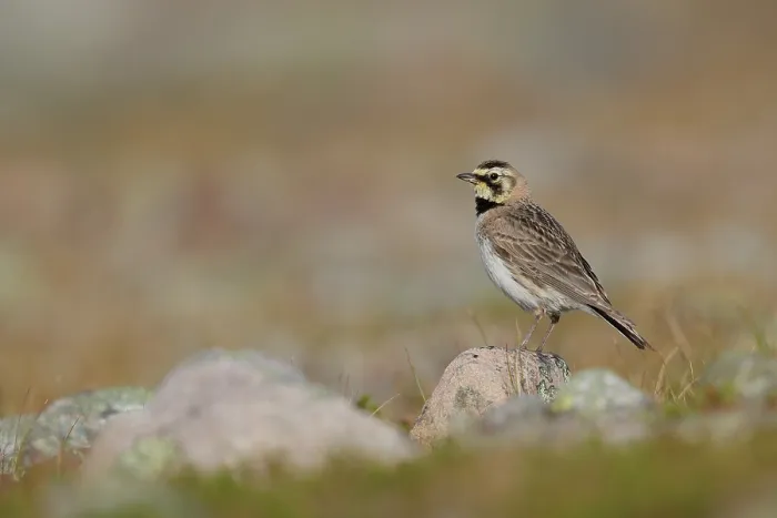 Framed Print : Shore lark (Eremophila alpestris) perched on a rock, Varanger, Norway. July Framed Print : Shore lark (Eremophila alpestris) perched on a rock, Varanger, Norway. July