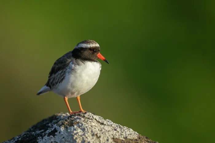 Framed Print : Shore plover (Thinornis novaeseelandiae) male, perched on a rock, Rangatira Island, Chatham Islands, New Zealand. Endangered