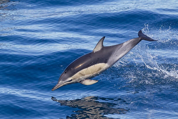 Short-beaked common dolphin (Delphinus delphis) breaking the surface and leaping from the water