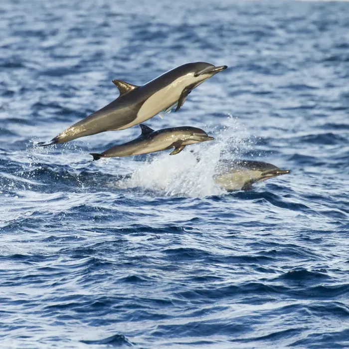 Framed Print : Short-beaked common dolphin (Delphinus delphis) leaping over waves, Baja, California, USA, January Framed Print : Short-beaked common dolphin (Delphinus delphis) leaping over waves, Baja, California, USA, January