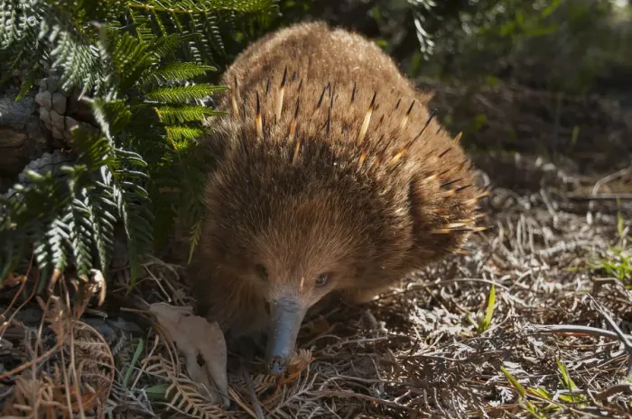Framed Print : Short-beaked echidna (Tachyglossus aculeatus), Bruny Island, Tasmania, Australia, November Framed Print : Short-beaked echidna (Tachyglossus aculeatus), Bruny Island, Tasmania, Australia, November