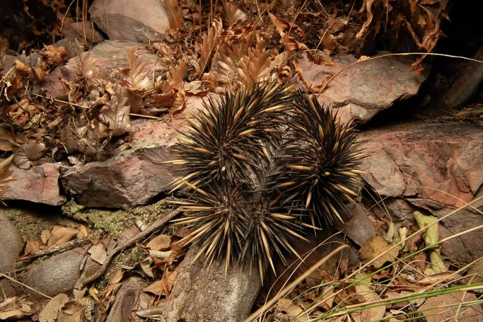 Framed Print : Short-beaked echidna (Tachyglossus aculeatus) active at night in a sandstone gorge, Adelaide River Hills, Australia Framed Print : Short-beaked echidna (Tachyglossus aculeatus) active at night in a sandstone gorge, Adelaide River Hills, Australia