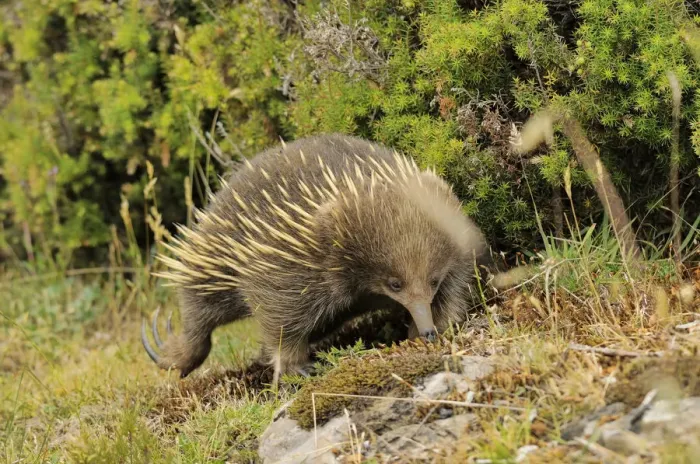 Framed Print : Short-beaked echidna (Tachyglossus aculeatus) digging, Tasmania, Australia