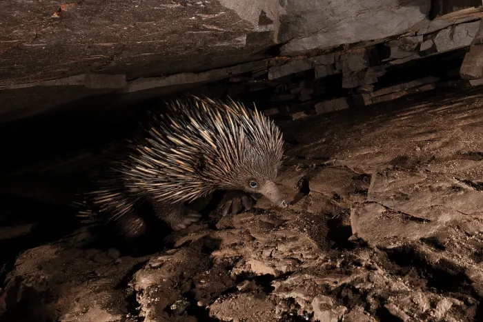 Framed Print : Short-beaked echidna (Tachyglossus aculeatus) emerging from under a rock-ledge after sunset, Adelaide River Hills, Australia. Camera trap image Framed Print : Short-beaked echidna (Tachyglossus aculeatus) emerging from under a rock-ledge after sunset, Adelaide River Hills, Australia. Camera trap image