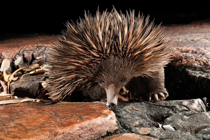 Framed Print : Short-beaked echidna (Tachyglossus aculeatus) exploring the base of a deep sandstone gorge at night, Adelaide River Hills, Northern Territory, Australia