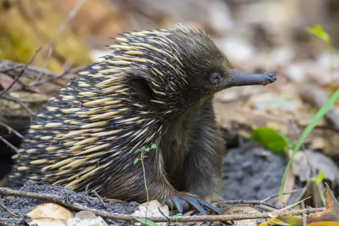 Framed Print : Short-beaked echidna (Tachyglossus aculeatus) with muddy face, emerging from burrow, Jervis Bay, New South Wales, Australia Framed Print : Short-beaked echidna (Tachyglossus aculeatus) with muddy face, emerging from burrow, Jervis Bay, New South Wales, Australia