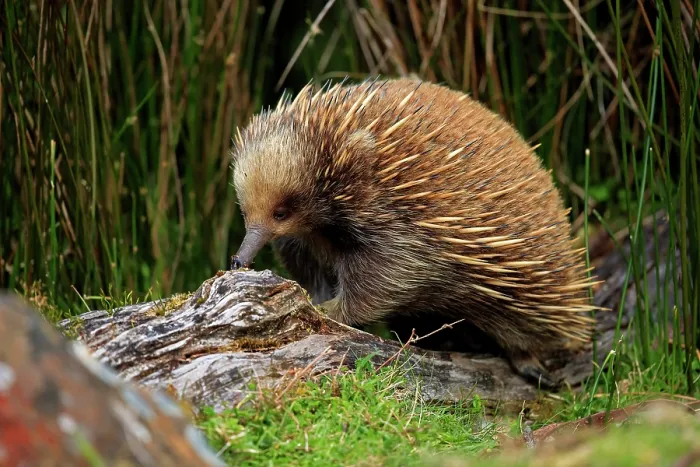 Framed Print : Short-beaked echidna (Tachyglossus aculeatus) searching for food in an old, decaying log, Cradle Mountain National Park, Tasmania, Australia Framed Print : Short-beaked echidna (Tachyglossus aculeatus) searching for food in an old, decaying log, Cradle Mountain National Park, Tasmania, Australia