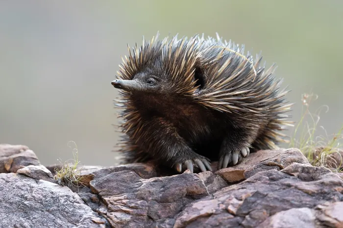 Framed Print : Short-beaked echidna (Tachyglossus aculeatus) smelling the air as it returns to its den in the early morning, Adelaide River Hills, Australia Framed Print : Short-beaked echidna (Tachyglossus aculeatus) smelling the air as it returns to its den in the early morning, Adelaide River Hills, Australia