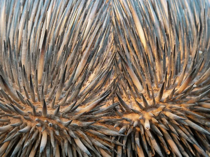 Framed Print : Short-beaked echidna (Tachyglossus aculeatus) spines detail, Adelaide River Hills, Northern Territory, Australia Framed Print : Short-beaked echidna (Tachyglossus aculeatus) spines detail, Adelaide River Hills, Northern Territory, Australia