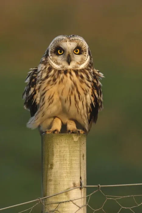 Framed Print : Short eared owl (Asio flammeus) on fence post, South Yorkshire, UK Framed Print : Short eared owl (Asio flammeus) on fence post, South Yorkshire, UK