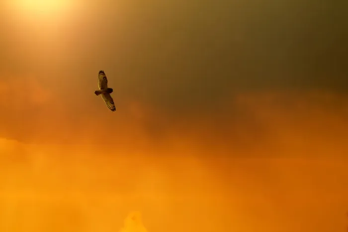 Framed Print : Short-eared owl (Asio flammeus) in flight, backlit, at dusk, Lincolnshire, UK, March Framed Print : Short-eared owl (Asio flammeus) in flight, backlit, at dusk, Lincolnshire, UK, March