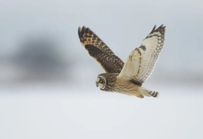 Framed Print : Short-eared owl (Asio flammeus) in flight, Worlaby Carr, Lincolnshire, England, UK Framed Print : Short-eared owl (Asio flammeus) in flight, Worlaby Carr, Lincolnshire, England, UK