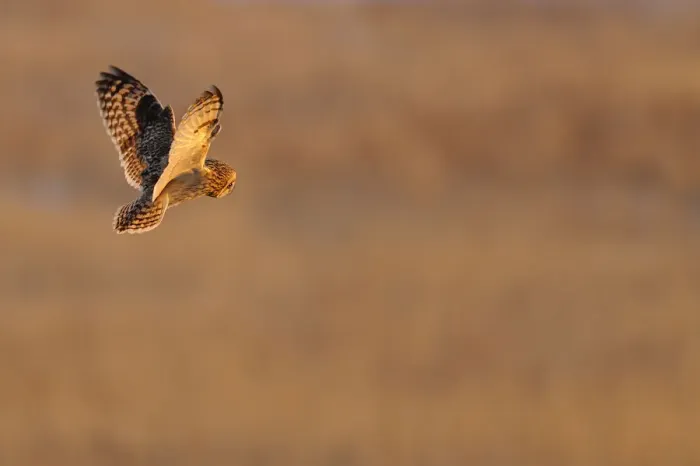 Framed Print : Short eared owl (Asio flammeus) in flight, hunting, Essex, UK, January Framed Print : Short eared owl (Asio flammeus) in flight, hunting, Essex, UK, January