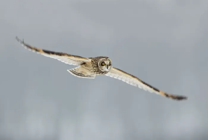 Framed Print : Short-eared owl (Asio flammeus) in flight, Worlaby Carr, Lincolnshire, England, UK, December Framed Print : Short-eared owl (Asio flammeus) in flight, Worlaby Carr, Lincolnshire, England, UK, December