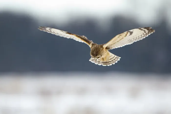 Framed Print : Short-eared owl (Asio flammeus) in flight, hunting, Worlaby Carr, Lincolnshire, England Framed Print : Short-eared owl (Asio flammeus) in flight, hunting, Worlaby Carr, Lincolnshire, England