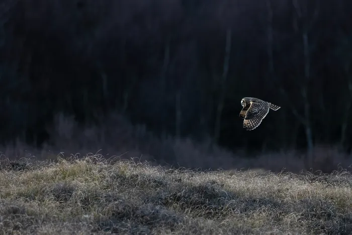 Framed Print : Short-eared owl (Asio flammeus) in flight, Winterton, Norfolk, England, UK. January Framed Print : Short-eared owl (Asio flammeus) in flight, Winterton, Norfolk, England, UK. January