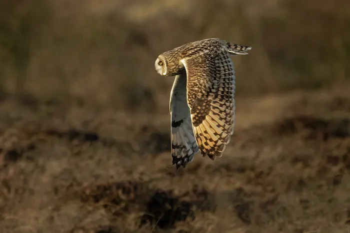 Framed Print : Short-eared owl (Asio flammeus) in flight, Winterton Norfolk, UK. January Framed Print : Short-eared owl (Asio flammeus) in flight, Winterton Norfolk, UK. January