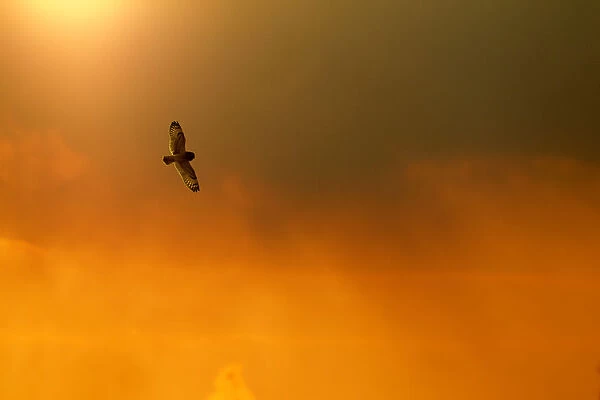 Short-eared owl (Asio flammeus) in flight, backlit, at dusk, Lincolnshire, UK, March