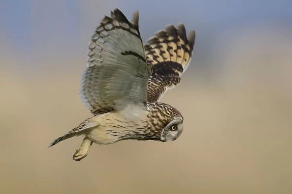 Short eared owl (Asio flammeus) in flight over marshland, Vendee, west France, April