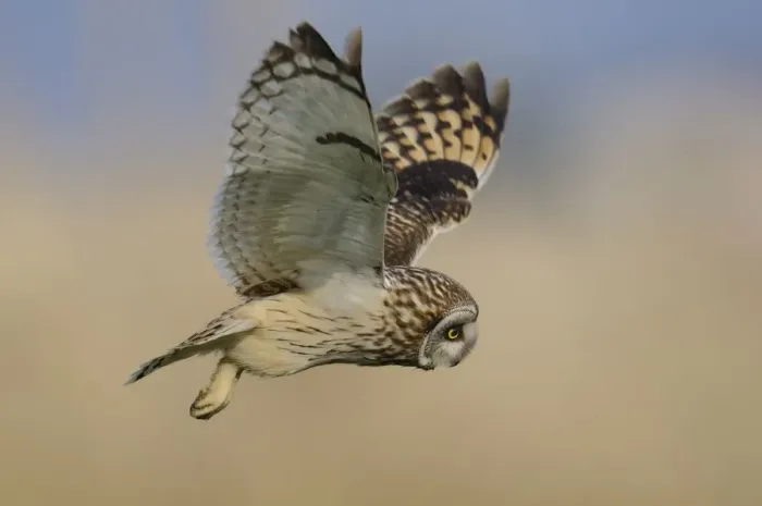 Framed Print : Short eared owl (Asio flammeus) in flight over marshland, Vendee, west France, April Framed Print : Short eared owl (Asio flammeus) in flight over marshland, Vendee, west France, April