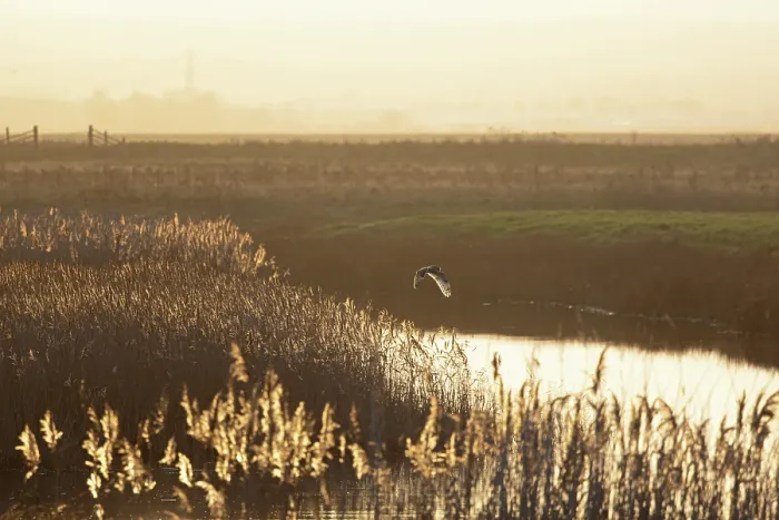 Framed Print : Short-eared owl (Asio flammeus) in flight over marshland pool in winter sunlight, Kent, England, UK. December Framed Print : Short-eared owl (Asio flammeus) in flight over marshland pool in winter sunlight, Kent, England, UK. December