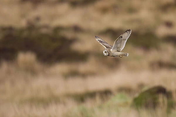 Short-eared owl (Asio flammeus) flying over moorland, North Uist, Western Isles  /  Outer Hebrides