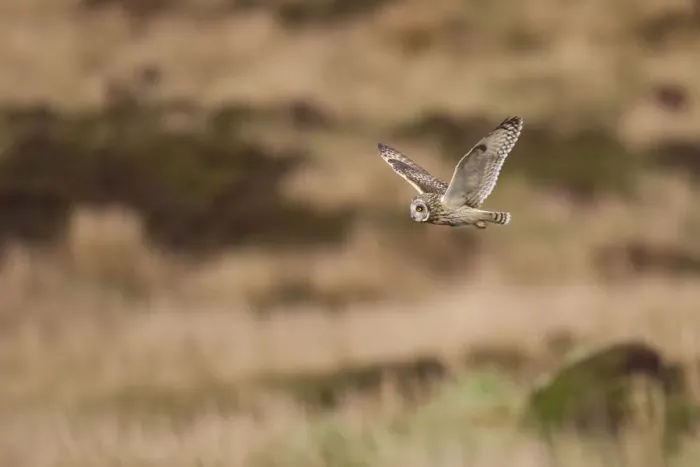 Framed Print : Short-eared owl (Asio flammeus) flying over moorland, North Uist, Western Isles / Outer Hebrides Framed Print : Short-eared owl (Asio flammeus) flying over moorland, North Uist, Western Isles / Outer Hebrides