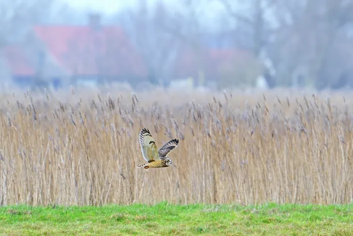Framed Print : Short-eared owl (Asio flammeus) flying past reed bed over farmland on a misty evening, Uitkerkse Polder, West Flanders, Belgium. January Framed Print : Short-eared owl (Asio flammeus) flying past reed bed over farmland on a misty evening, Uitkerkse Polder, West Flanders, Belgium. January