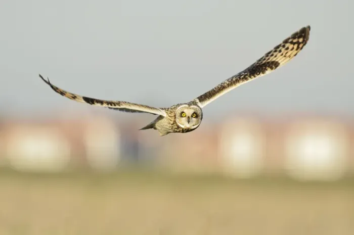 Framed Print : Short-eared owl (Asio flammeus) hunting over farmland, with Burnham-on-Crouch in background Framed Print : Short-eared owl (Asio flammeus) hunting over farmland, with Burnham-on-Crouch in background