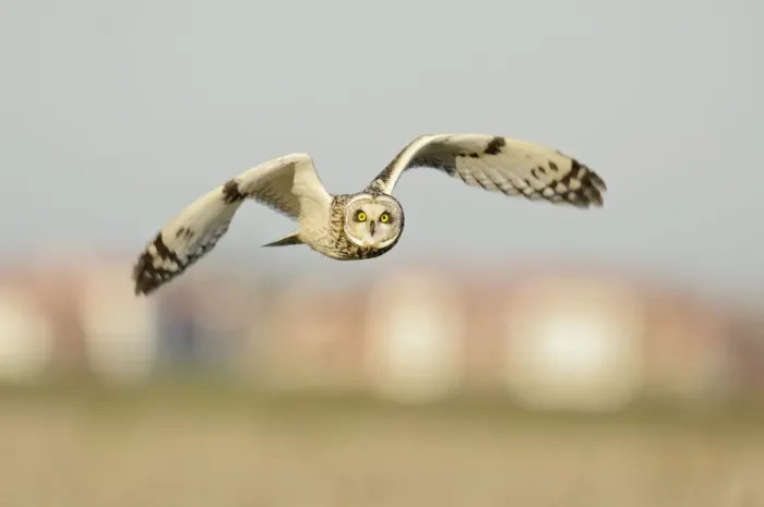 Framed Print : Short-eared owl (Asio flammeus) hunting over farmland, with Burnham-on-Crouch in background Framed Print : Short-eared owl (Asio flammeus) hunting over farmland, with Burnham-on-Crouch in background