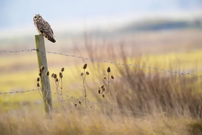 Framed Print : Short-eared-owl (Asio flammeus) looking for prey from fence post, Vendee, France, January Framed Print : Short-eared-owl (Asio flammeus) looking for prey from fence post, Vendee, France, January