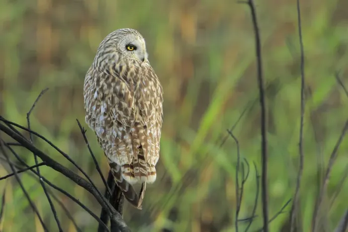 Framed Print : Short-eared owl (Asio flammeus) perched, Donana Natural Park, Andalusia, Spain. January Framed Print : Short-eared owl (Asio flammeus) perched, Donana Natural Park, Andalusia, Spain. January