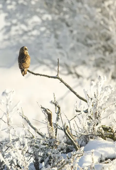 Framed Print : Short-eared owl (Asio flammeus) perched on a branch, Worlaby Carr, Lincolnshire, England Framed Print : Short-eared owl (Asio flammeus) perched on a branch, Worlaby Carr, Lincolnshire, England