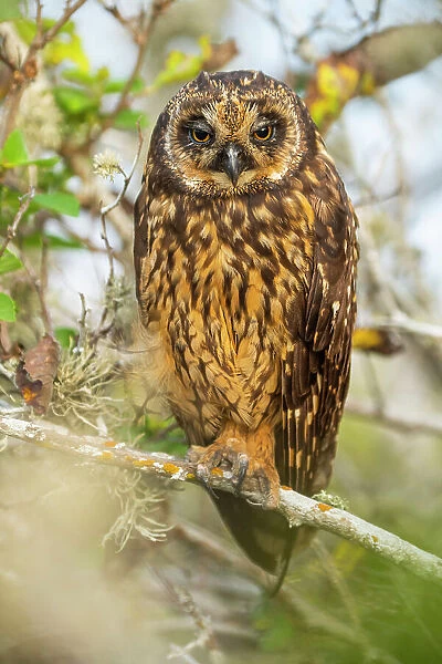 Short-eared owl (Asio flammeus) perched on branch. Galapagos Islands, Ecuador