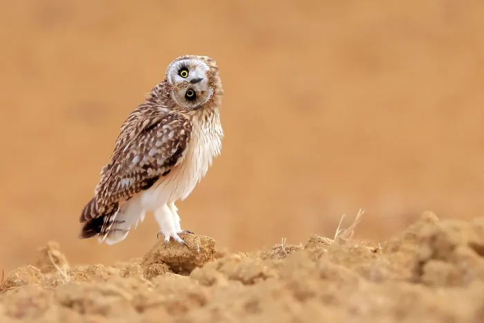 Framed Print : Short-eared owl (Asio flammeus) perched on fallow land, Valladolid, Spain. August Framed Print : Short-eared owl (Asio flammeus) perched on fallow land, Valladolid, Spain. August