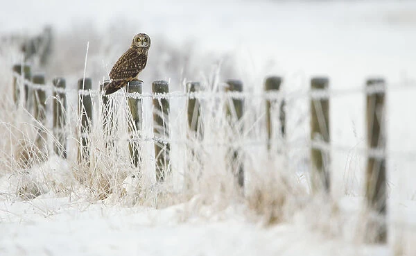 Short-eared owl (Asio flammeus) perched on a fence post, Worlaby Carr, Lincolnshire