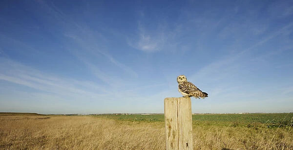 Short-eared owl (Asio flammeus) perched on post at edge of conservation margin and arable crop