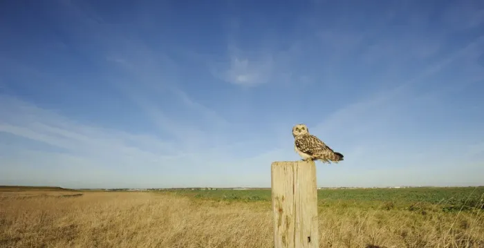 Framed Print : Short-eared owl (Asio flammeus) perched on post at edge of conservation margin and arable crop Framed Print : Short-eared owl (Asio flammeus) perched on post at edge of conservation margin and arable crop